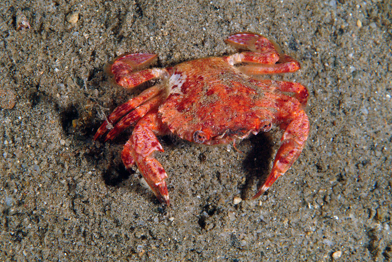 Liocarcinus depurator